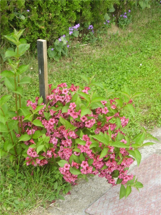 crveni jasmin